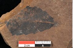 Foto (Detailsansicht) von Quercus palaeoilex Ettingshausen (NHMW-GEO-2024-0188-0909)